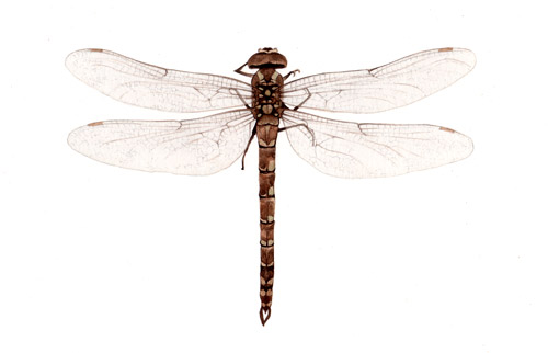 Illustration - Dragonfly